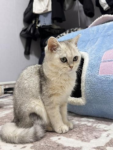 Британская короткошёрстная кошка (окрас серебристый