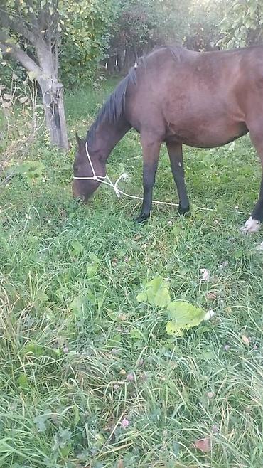 Лошади, кони: Продаю | Кобыла (самка) | Полукровка, Английская | Для разведения, Конный спорт — 11