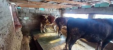 Коровы, быки: Продаю | Корова (самка) | Для разведения | Привязанные — 16