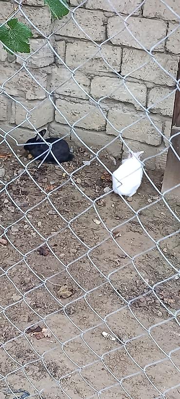 mal bazari az: Salam yqxsi dovsanlardi qiymet iksine ayitdir — 1