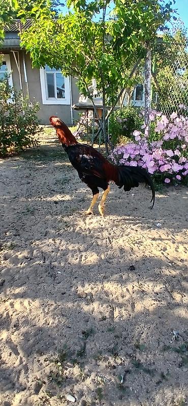 heyvan: SUPER HEYVANDI 10 AYLIQDI DAS PIPIK REAL ALICIYA ENDIRIM VAR FIKRI — 5