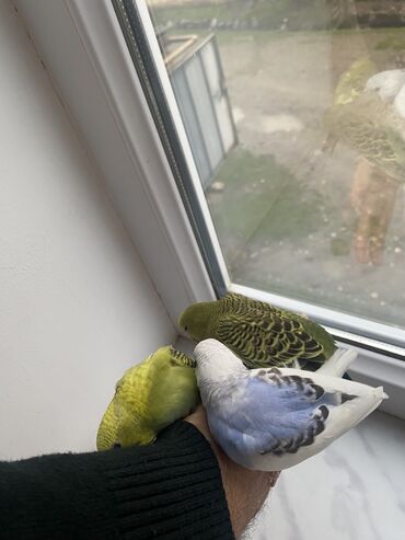 Tutuquşları: Valnis balaları satılır ətraflı məlumat üçün vasapa yazın Birdəki — 7