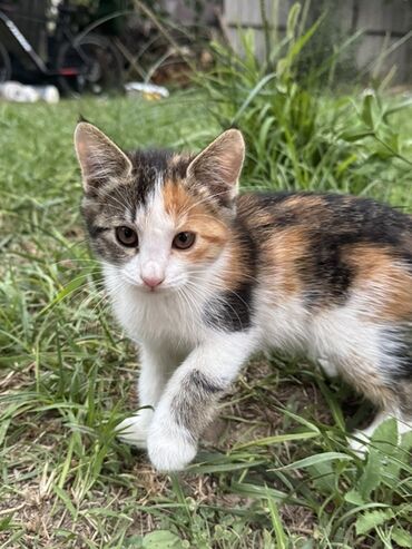 Продажа кошек: Очаровательный котенок с мягкой шерстью и любознательным взглядом — 2