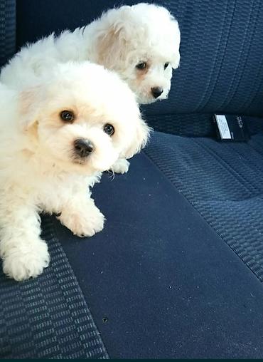 mini spitz: Pudel — 2