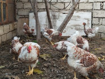 rahibə toyuqlar: Toyuq, Damazlıq, Ünvandan götürmə