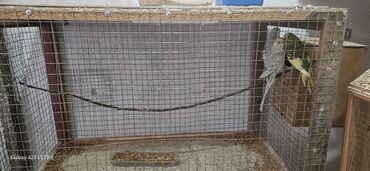 Tutuquşları: Papuqaylar satılır — 9