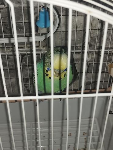 sari qus: SATILIR. Yaşıl-sarı rəng çalarlarında dalğalı tutuquşu (budgerigar) — 4
