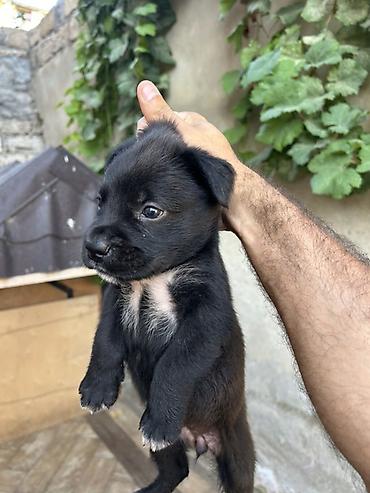 cane corso yavru: Kane-Korso — 3