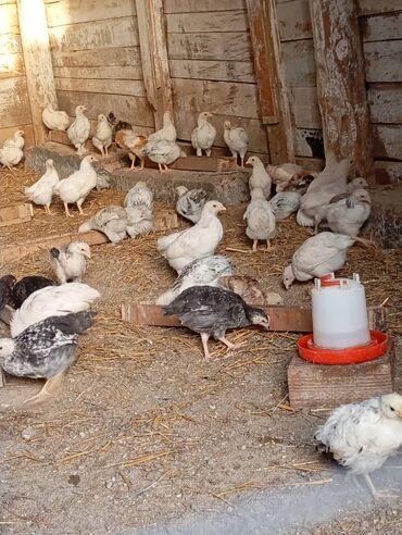 turac quş: Salam 50 günlük tam sağlam vaksinasiya olunmus cücələr satılır 3