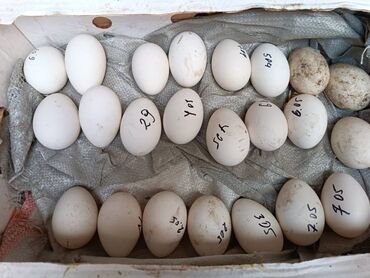 гусинные яйца: Подаются, гусиные яица цена договорная