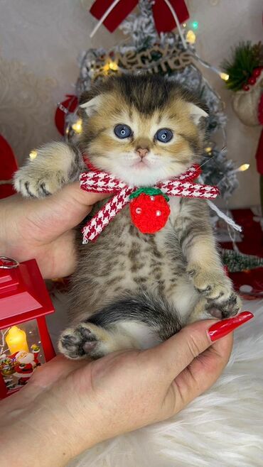 Xaltalar, qayışlar və tasmalar: Gold shinshilla skodish balalar — 7