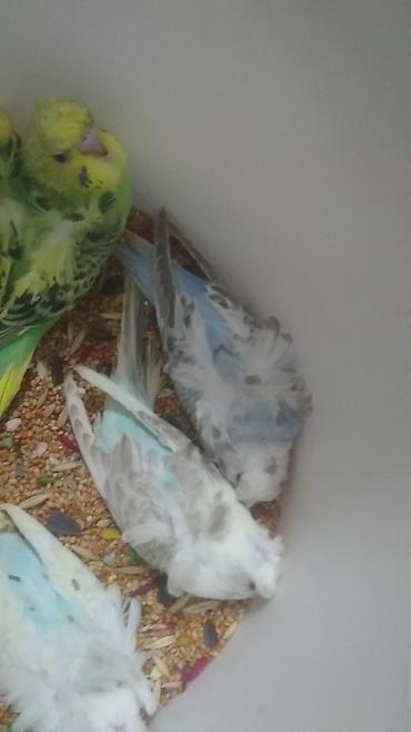 Tutuquşları: Bir ədədi -100-azn 150 azn aq rəydə olanlar qiymət fərqli hazır -da lalafo.az — 14 Tutuquşları: Bir ədədi -100-azn 150 azn aq rəydə olanlar qiymət fərqli hazır — 14