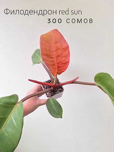 растения в аквариум: 🌿 Комнатные растения/цветы (детки/молодые растения). 🪴 Названия и цены — 4
