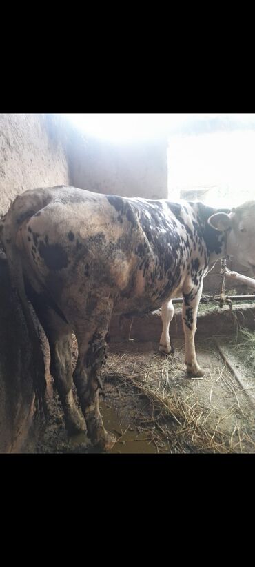 бельгийский бык: Продаю | Корова (самка) | Для разведения, Для молока | Отела не было