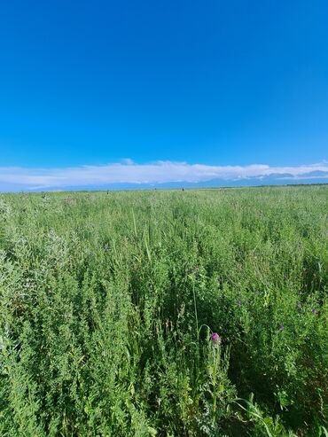 на корм: Продаю сено с поля примерно 2000шт село буденовка Кара-балта