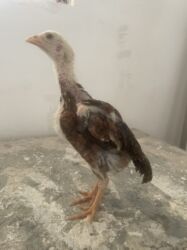 Digər quşlar: Şəkildəki heyvanlardan düşmə balalardı.ata hind.ana kötüyün — 4