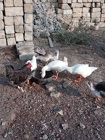 bildircin satilik: Erkək, Ətlik, Ünvandan götürmə — 1