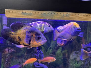 Рыбы: Продаю Аквариумные цихлиды крупных и средних размеров - Для — 7