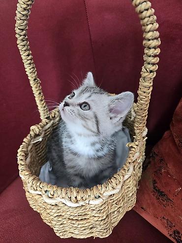 Pişiklər: Britan — 10