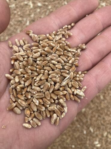 сеялки зерновые: Семена и саженцы Самовывоз