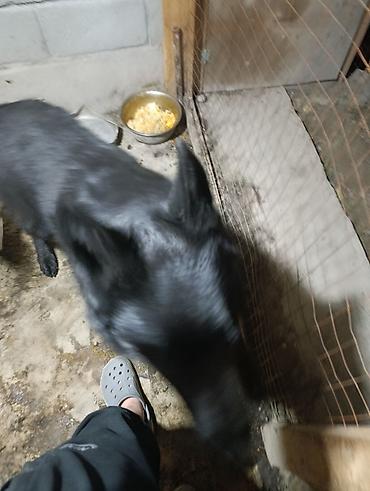 Продажа собак: Немецкая овчарка, 2 года, Самец — 5