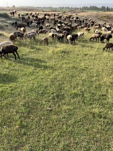 пастух ферма: Талап кылынат Чабан, Төлөм Күн сайын
