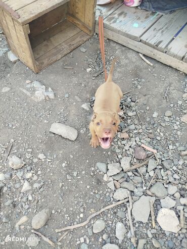 çoban iti: Pitbul, 2 ay, Erkek, Sənədli