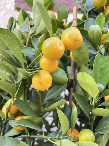 примула комнатные: Цитрусы🍊🍋 Комнатные Лимон.Мандарин. Мандарин маленький 2000с Большой