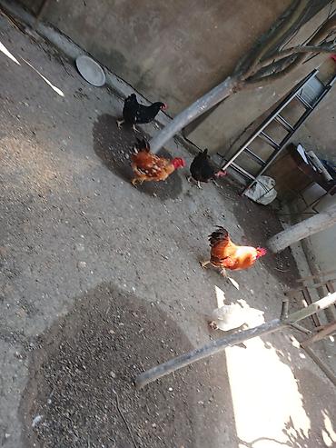 quş: Yumurtlayan toyuqlar, xoruzlar, çolpalar, 1 aylıq cücələrdə var — 2