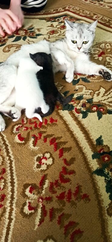 Pişiklər: Britan yastı qulaq, Erkək, Yaxşı əllərə — 14