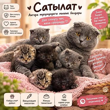 Продажа кошек: Ангорская, 2 месяца, Мальчик, Черный, С прививками — 1