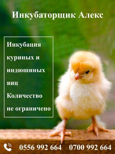 С/х животные и товары: Услуги инкубации. Беру куриные яйца на инкубацию. Современное