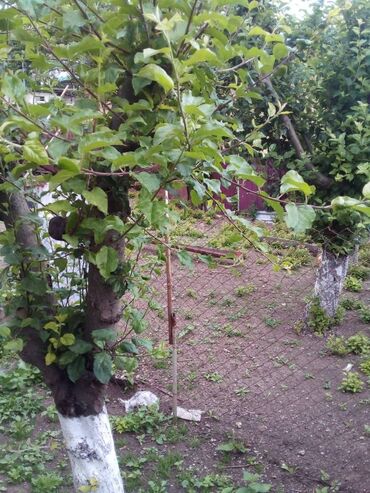 Bağ evlərinin satışı: Daşkəsən, 90 kv. m, 3 otaqlı — 10