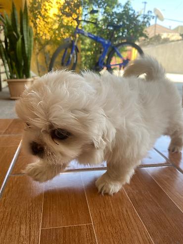 kreditle it satisi: Pekines, 1 ay, Dişi — 5