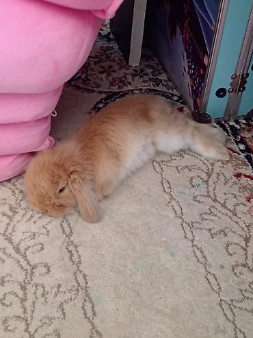 yonca piresi: Mini lop dovsan 1 ayliq peyvend olunub 20 Azn elave Ustunde orqanik — 1