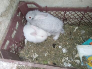 Dovşanlar: Dovşan karlik dovşanlar balalar 1 aylığ Krolik karlik zayciki Aslan — 9