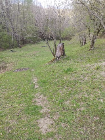 Torpaq sahələrinin satışı: Satılır: təbiət qoynunda yaşıllıqla əhatələnmiş torpaq sahəsi — 3