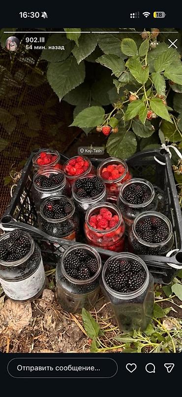 ежевики: Ежевика Оптом, Бесплатная доставка — 4