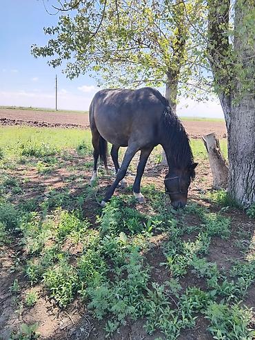 Лошади, кони: Продаю | Кобыла (самка) | Рабочий — 10