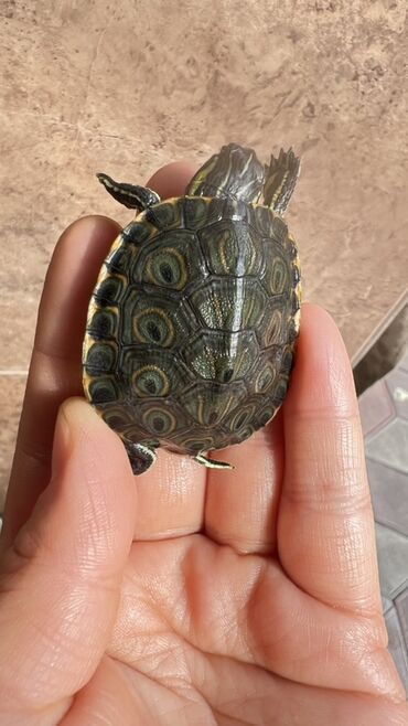 где продаются кошки: 🐢 Продаю милую декоративную черепашку! Ищешь спокойного и необычного