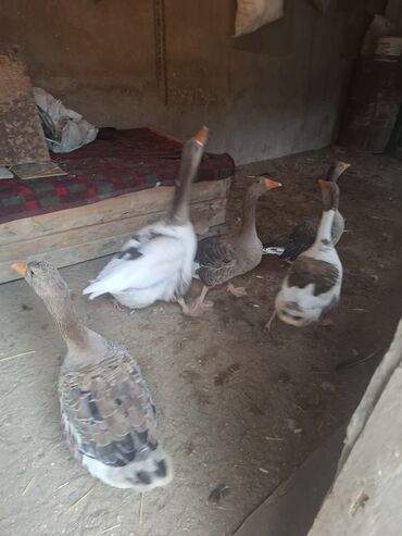 Qazlar: Yerli qaz alesi satlir 4 ana qaz 1 erkeg 6 dende balsi 1 ay olar bala — 2