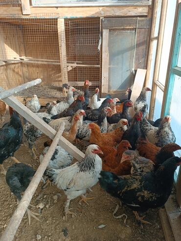 сколько стоит собака породы доберман: Продаю | Куры | Домашняя | Для разведения