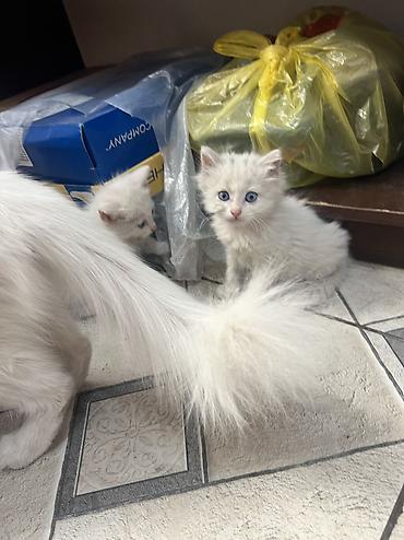котята в дар: Кошка даром: Ангорская, 1 месяц, Девочка, Метис, Приучена к лотку, Проглистована — 10