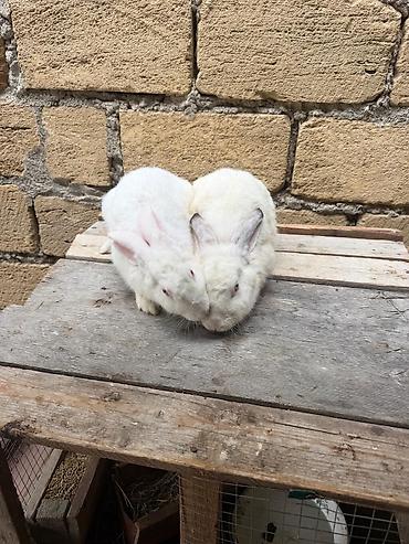 Yeri rizen sadılır riyal alıcı gelib baxada biler he bir pureblemi
