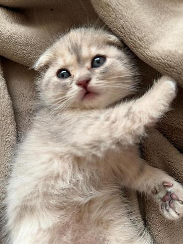 Кошки: Шотландская вислоухая — 8