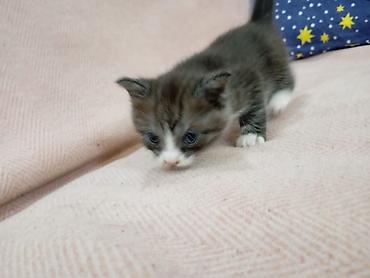 кошка скотиш: Скотиш Страйт (Шотландская прямоухая), 2 месяца, Мальчик, Биколор — 4