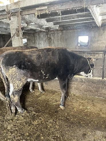 Коровы, быки: Продаю | Тёлка | На откорм | Отела не было, Привязанные — 3