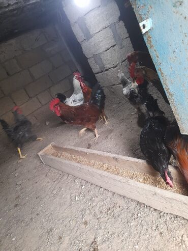 Xoruzlar: Məhsul: Qarışıq xoruzlar Təsvir: - Şəkillərdə görünən müxtəlif cins — 8