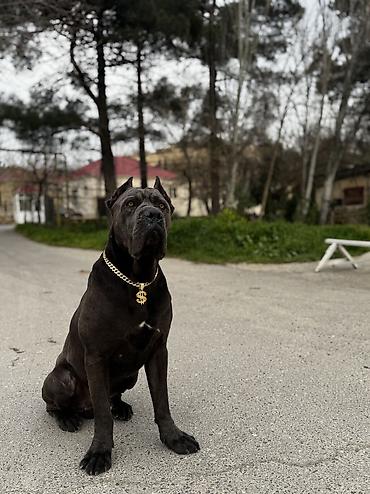 kani kors: Kane-Korso, 1 ay, Erkək, Peyvəndli, Ünvandan götürmə — 2