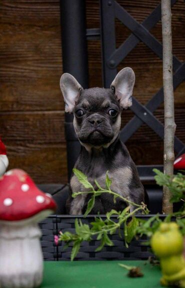 Psi: Na prodaju prelepi i preslatki štenci francuskog buldoga u exotic — 5